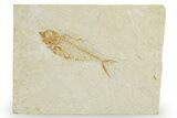Bargain, Detailed Fossil Fish (Diplomystus) - Wyoming #357667-1